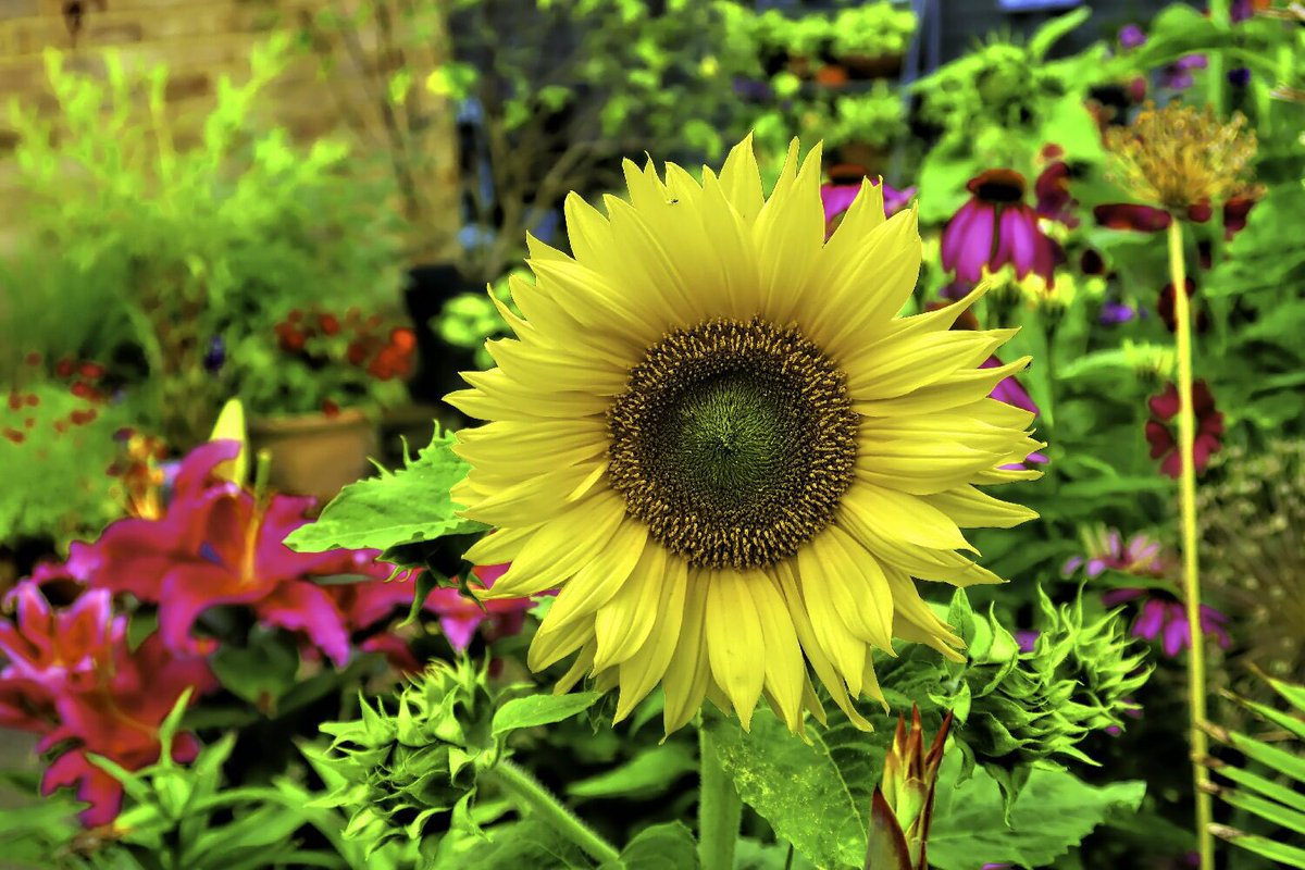 vanessa_c_clark's tweet photo. Here’s one of last year’s #sunfower For #YellowSunday I’m looking forward to growing them again this year. https://t.co/oU8T7ZCGlW
