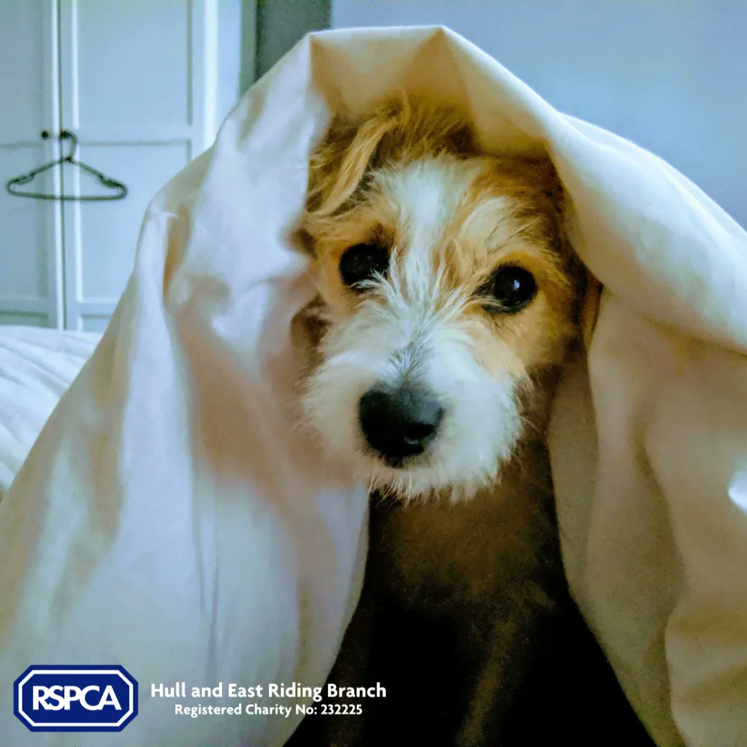 It's #LoveYourPetDay!  We love when we see the animals in our care find their forever homes.  Did we help you find your new furry family member?  We'd love to hear your stories! 

If you'd like to help support the work we do, you can do so here - buff.ly/33uFXVa 🐾