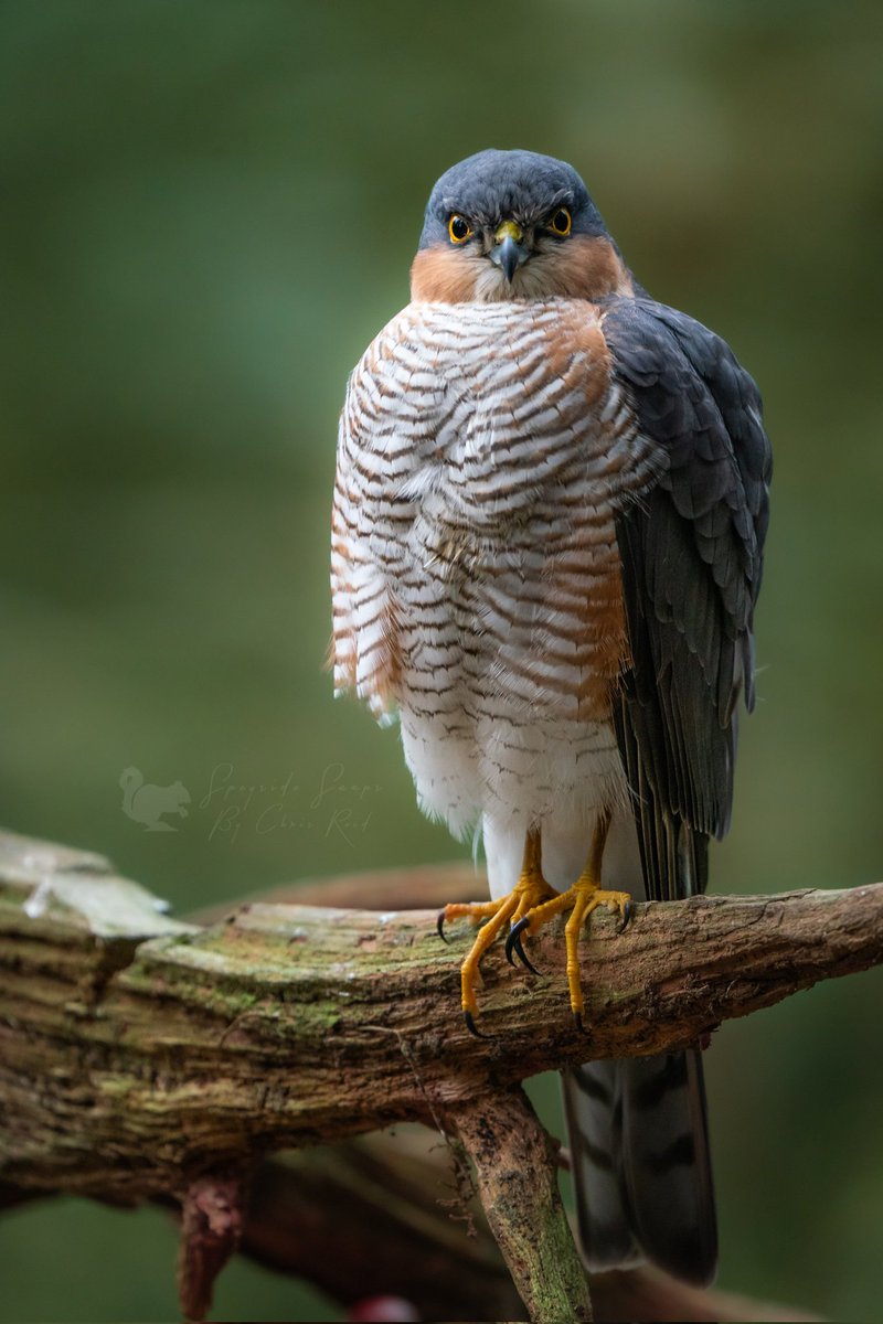 chrispics1984's tweet photo. This wee beauty has been turning up at the hide again this last week or so and even more excitingly is that the female has also been in about. Not content on having breeding pairs of goshawks we now also have a pair of sprawks.  Exciting times to come this year I hope. https://t.co/Ffpn2a6VoE