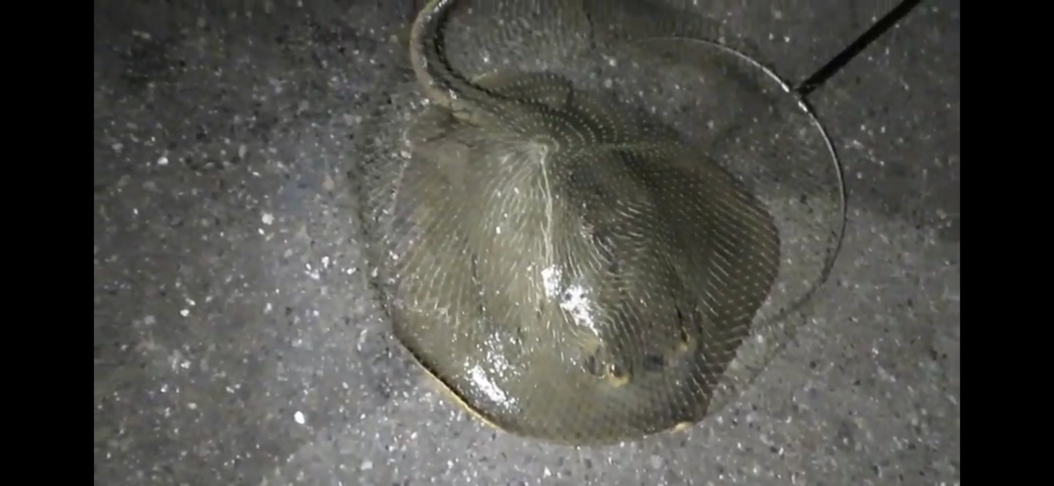 Large Bell大ちゃん 衝撃 真夜中の港公園でまさかの怪魚が釣れた T Co Rpeignujcl Youtubeより 鉄腕dashで巨大エイを調理していました 僕らもエイを釣って料理して食べたのでよかったら動画見てください 鉄腕ダッシュ 巨大エイ 食べる