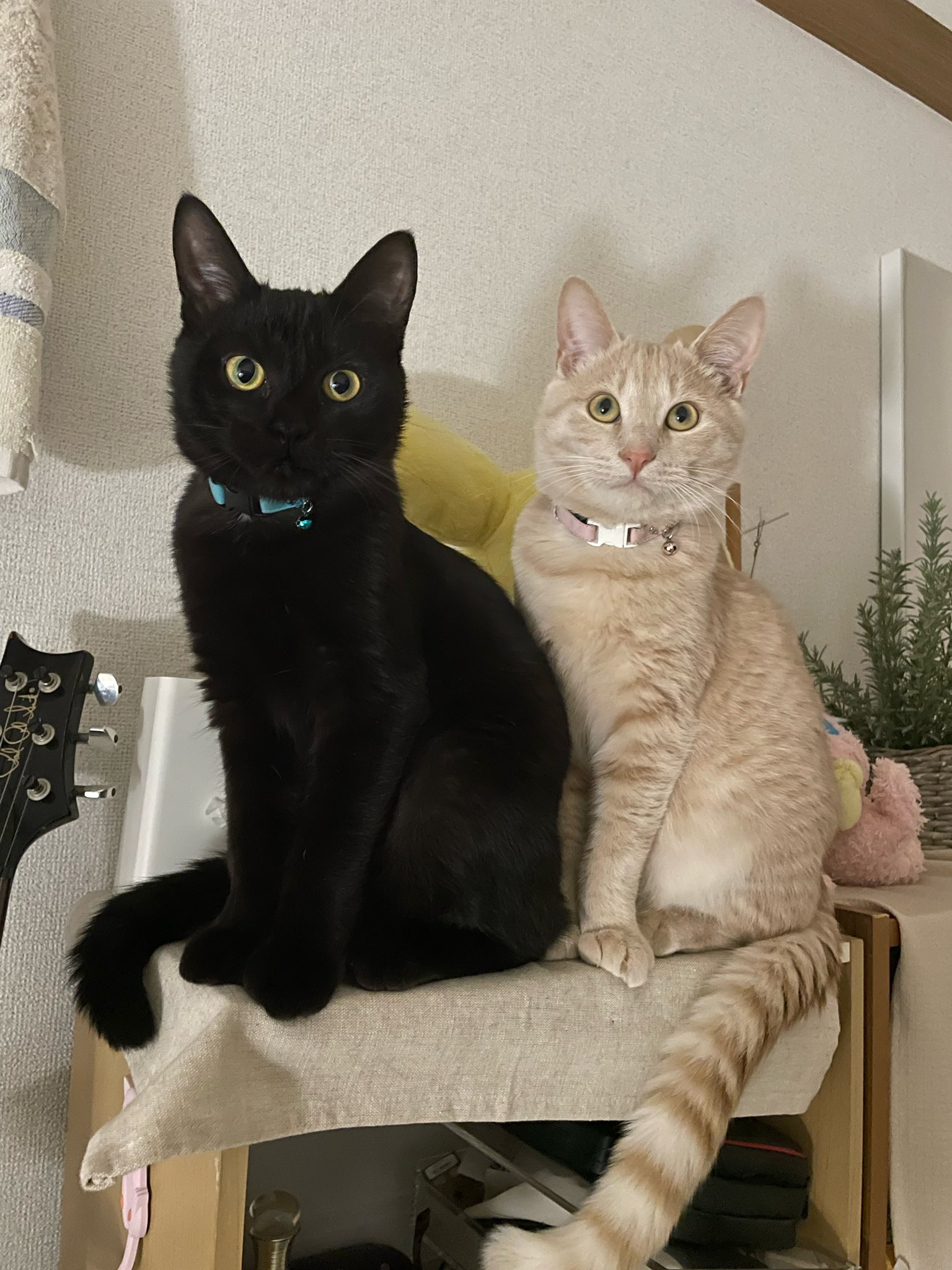 ミュウとリオル 大きくなったね 7ヶ月 猫好きさんと繋がりたい 保護猫 T Co D3zmnmbvfn Twitter ミュウとリオル 大きくなったね 7ヶ月 猫好きさんと繋がりたい 保護猫 T Co D3zmnmbvfn Twitter