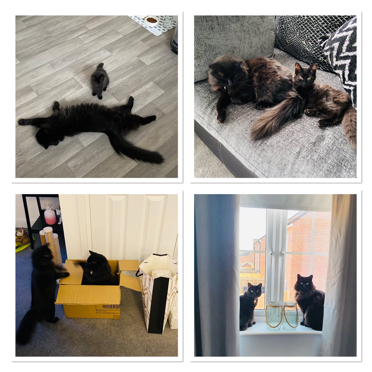 andyb_1981's tweet photo. Apparently it’s #LoveYourPetDay so here are a few snaps of these little madams 🐱🐈⬛🥰 #Florence #Lola #FloLo https://t.co/CKsOxnhSqz