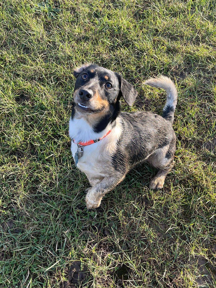 abbie_stearn's tweet photo. #NationalLoveYourPetDay 🐶💙 my boy always https://t.co/C2L9iqpeuP