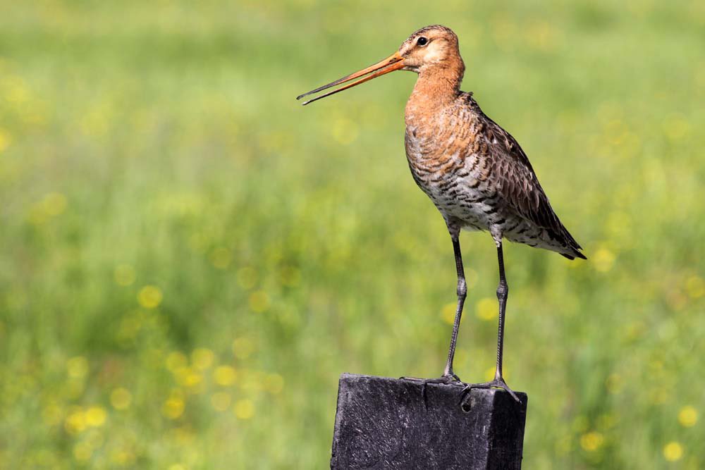 Vroeg me af, waarom in s’hemelsnaam de Grutto onze nationale vogel is?
Maar na het opzoeken van foto snap ik het ineens!

Een vogel met een grote bek en lange tenen ….
Toen viel het op zijn plaats…. 😬😇
#grutto #lente #Nederland