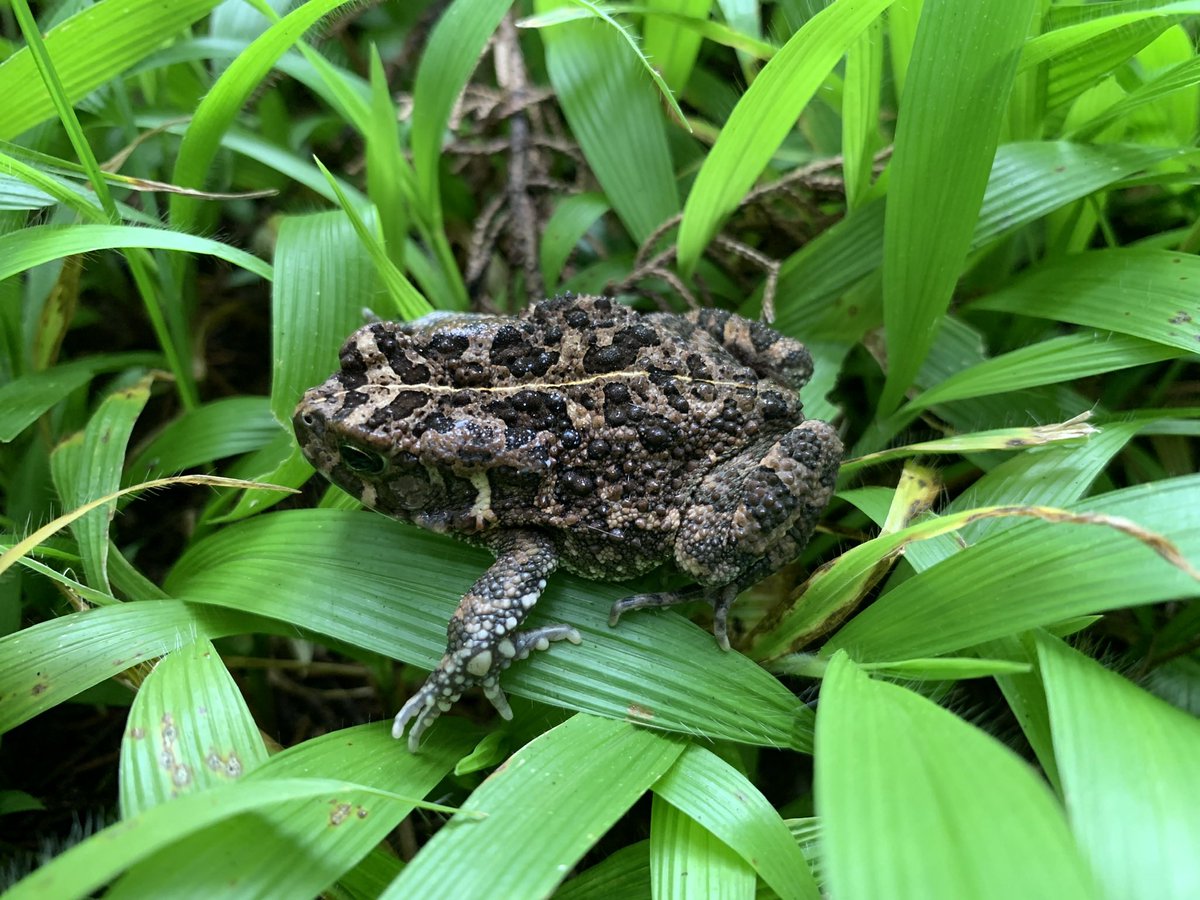 Some great encounter in Huye around the <a href="/Uni_Rwanda/">University of Rwanda</a> 
High diversity driven by high anthropogenic use of anurans habitats esp in wetlands