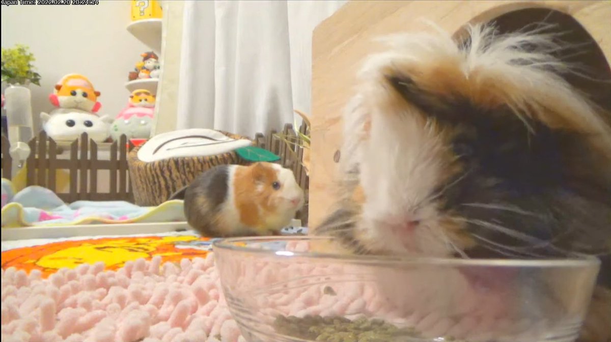 mohumohucafe_'s tweet photo. じゃがいも🥔
 #モルモット #guineapig #もふもふペットCafe https://t.co/ggvTcdq1FJ