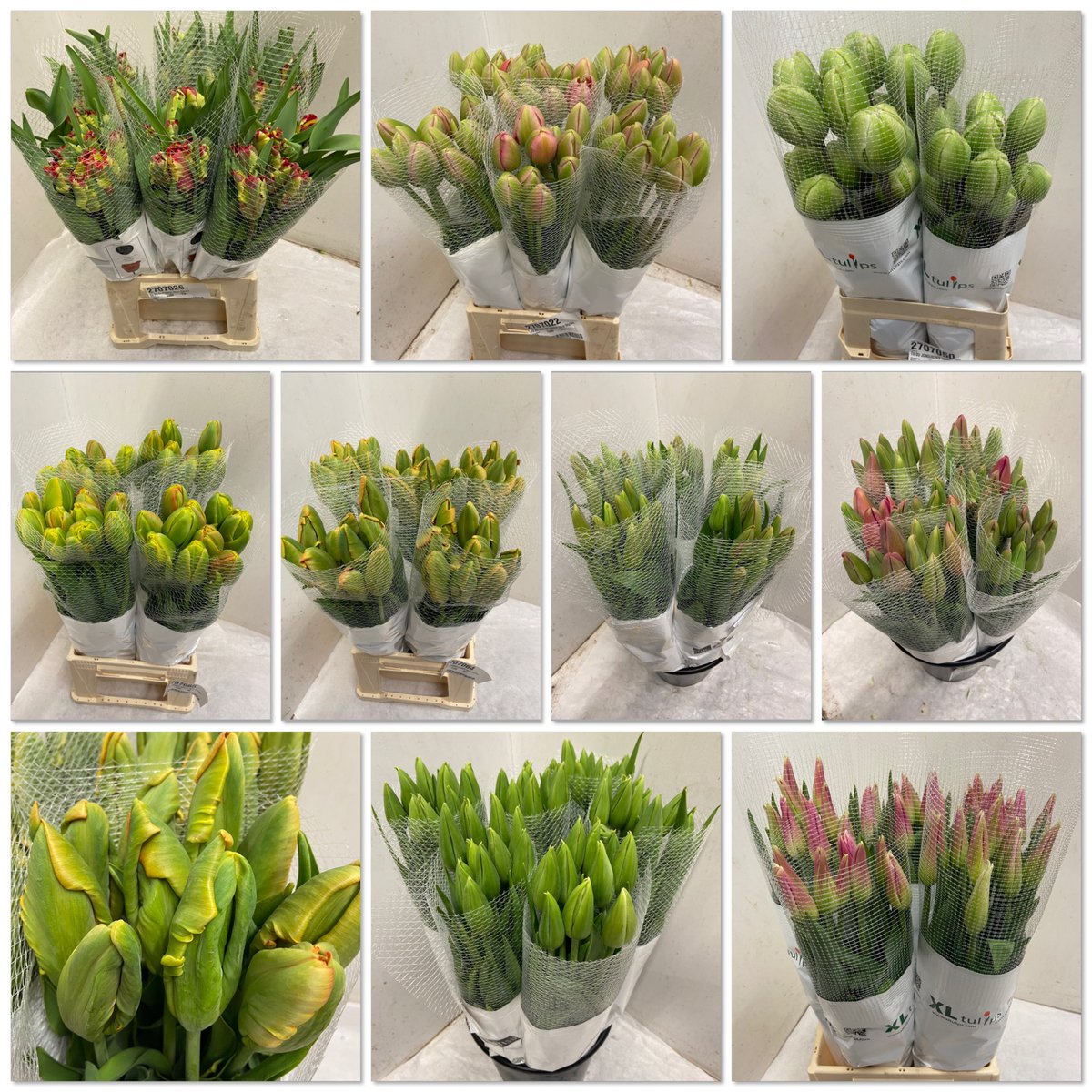 All4youFlowers's tweet photo. Mooie Franse tulpen zijn in vele kleuren beschikbaar. Nu al te zien op onze webshop van @All4youFlowers #fransetulpen #tulp #tullips https://t.co/bbpFumxzSe
