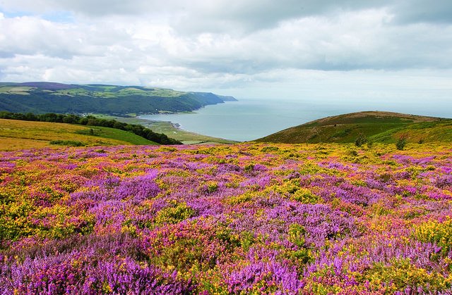 ExmoorNPCs's tweet photo. Wet days are great days for planning your next #walking adventure on #Exmoor. Several long distance paths pass through @ExmoorNP including the @twomoorsway @swcoastpath @coleridgeway & #ExeValleyWay. Call in at one of our @ExmoorNPCs for info, guides and maps! @visitexmoor https://t.co/dnXACy4VfU