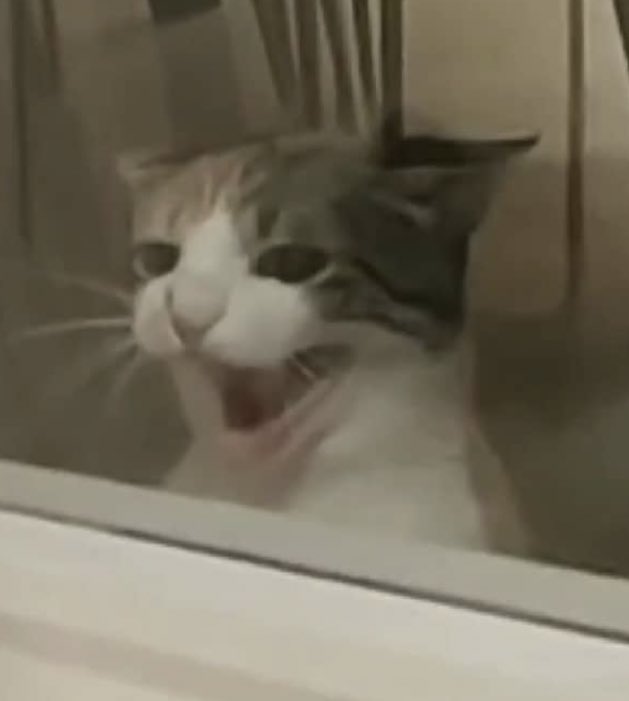 Respondedme a este tweet con imágenes de vuestras mascotas que sean TOP VISUAL COMEDY por favor empiezo yo: