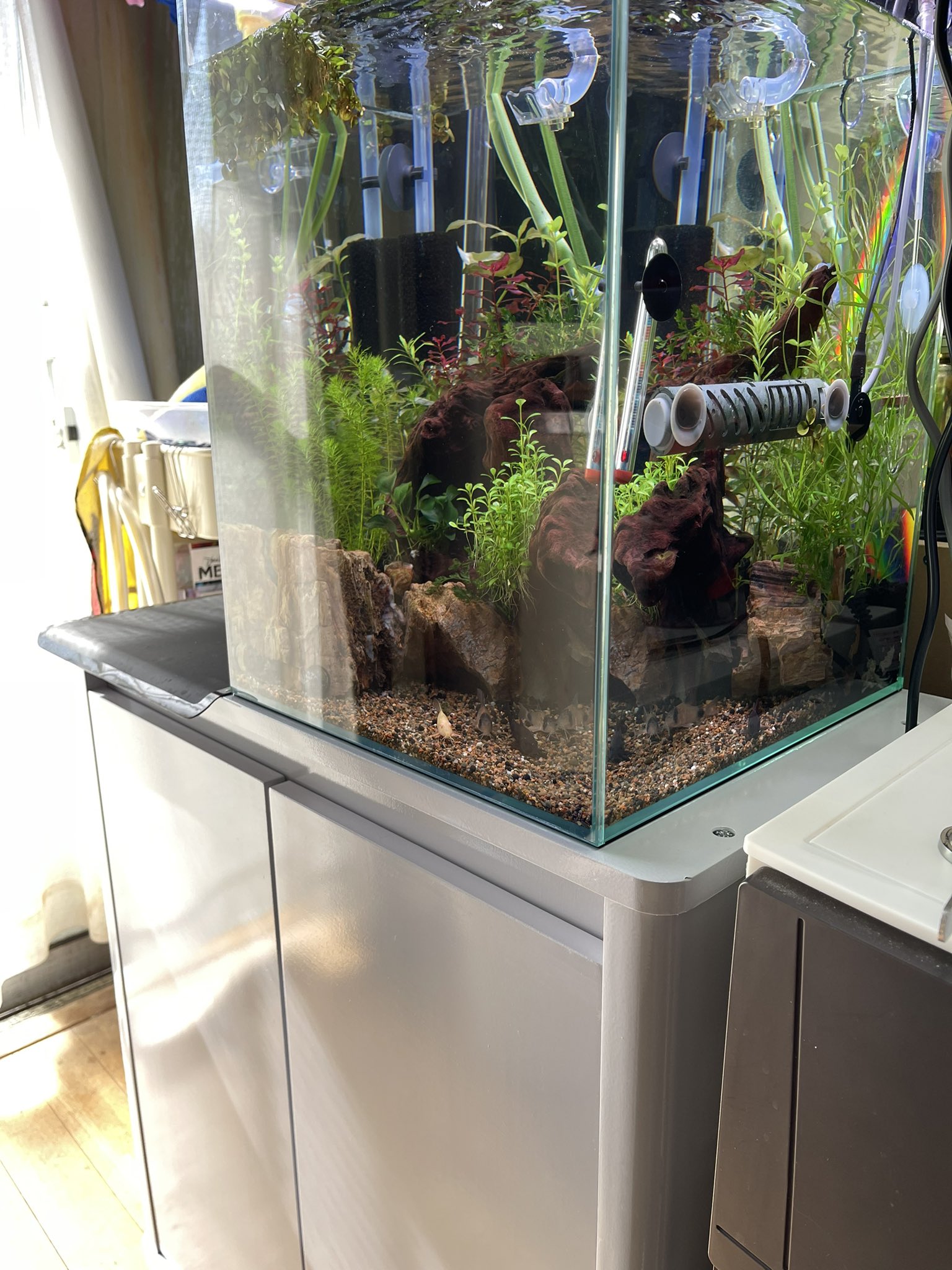 Hisa Ch チャームの福袋で買った 30キューブハイタイプと60cm水槽台 葉が大きくて グングン伸びる水草育成したくてハイタイプを選んだのに コンパクトに纏めて 何やってんだか アクアリウム コリドラス チャーム福袋 T Co Oqgnjvruzb