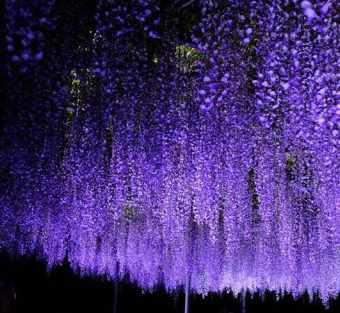 ฟูจิ (น.)
หรือวิสทีเรีย ดอกไม้ที่พิเศษและน่าจดจำ อดีตเคยเป็นดอกไม้ชั้นสูงของคนญี่ปุ่น แม้จะมีพิษที่ร้ายแรงแต่กลับมีความหมายถึงชีวิตที่ยาวนาน อย่าเจ็บอย่าป่วย เหมือนบอกว่า ‘ให้คุณดูแลตัวเองดีๆ จะได้อยู่ด้วยกันไปนานๆเลย’
