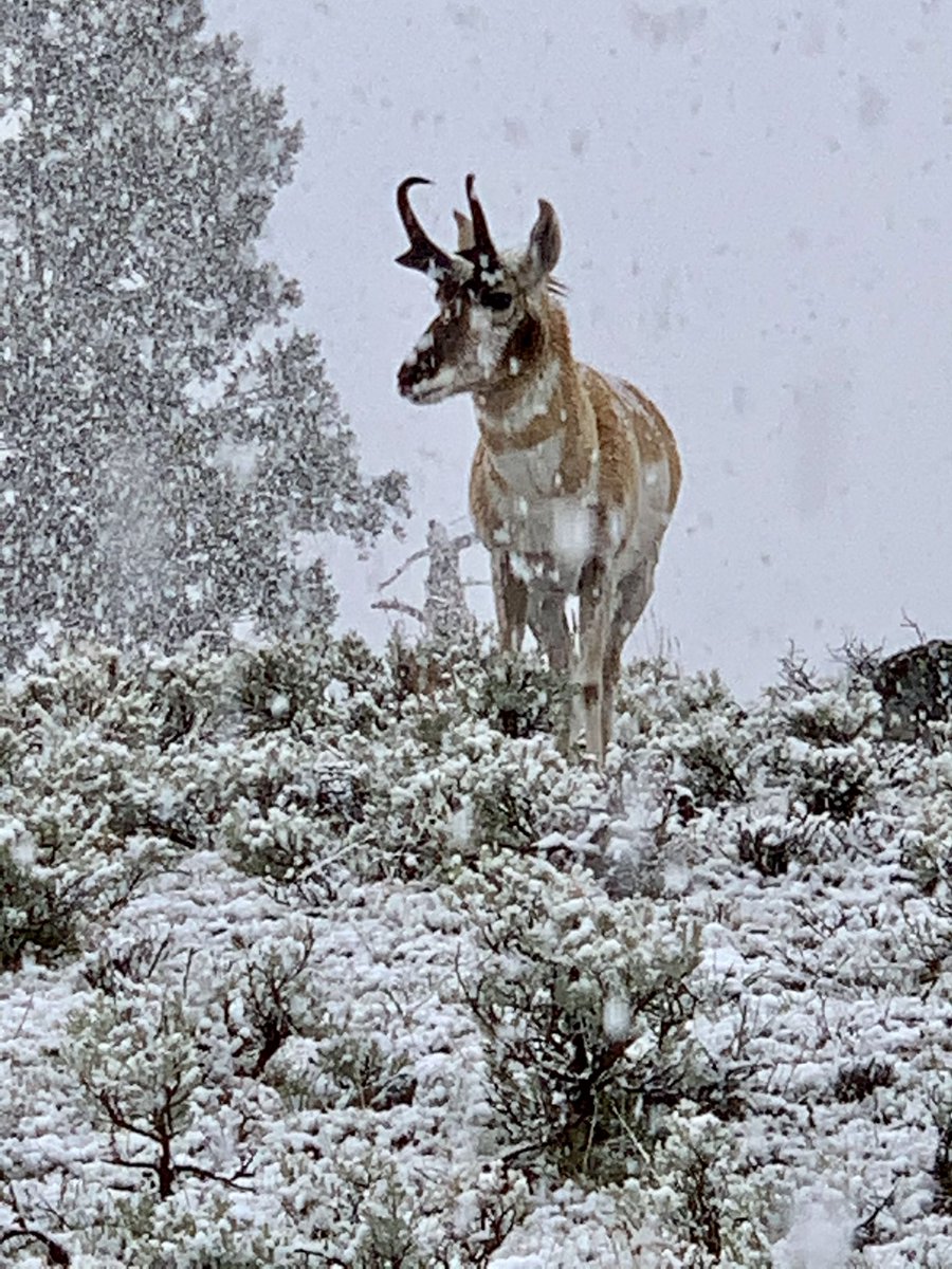 MickiBenton's tweet photo. @YellowstoneNPS I loved all the wildlife in Lamar Valley, especially the pronghorn.
#Yellowstone150 #YNP150area https://t.co/4BP9yP46Fa