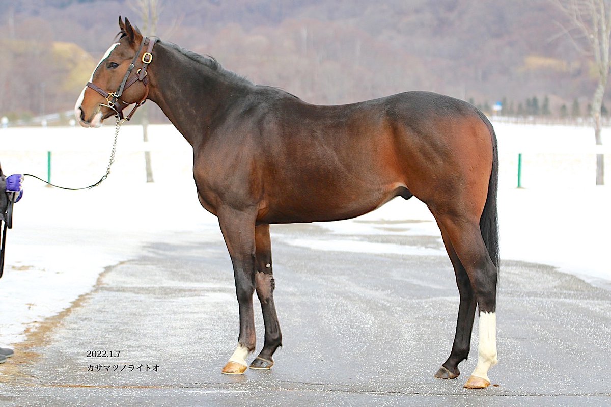 3/6更新🐴愛馬の現在地🐴

＜今春の繁殖牝馬＞

牝4 ママテイオーノユメ
(父) ヴァンセンヌ (母父) トウカイテイオー

牝6 ララフォーナ
(父) ヴィクトワールピサ (母父) ナリタトップロード

ご縁を頂き感謝申し上げます🙏

牝14 イットーイチバン
(父) ディープインパクト (母父) ブライアンズタイム  