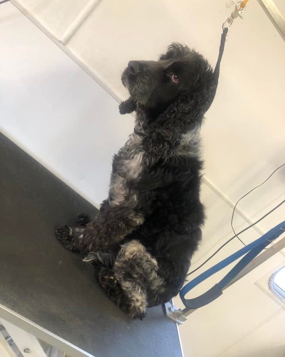 Wagtail Conservation Dog Sir Charles looking cool after a good tidy up. ✂️ #conservation #detection #snifferdog #detectiondog #windfarms #batcarcass #newts #greatcrestednewts #wagtailuk #dogoftheday #dogoftheday #usethebest