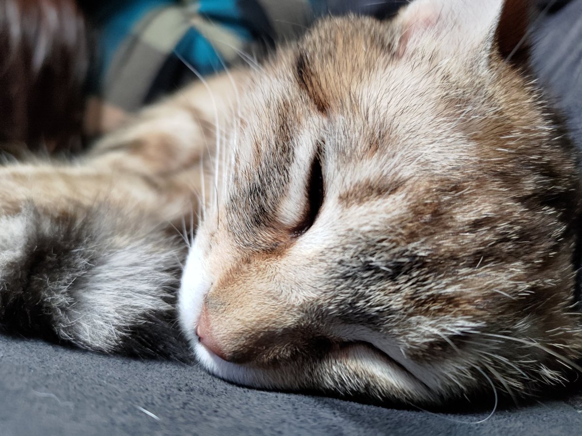 テバサキ ( 'ཫ' )🕊🐖 tweet media