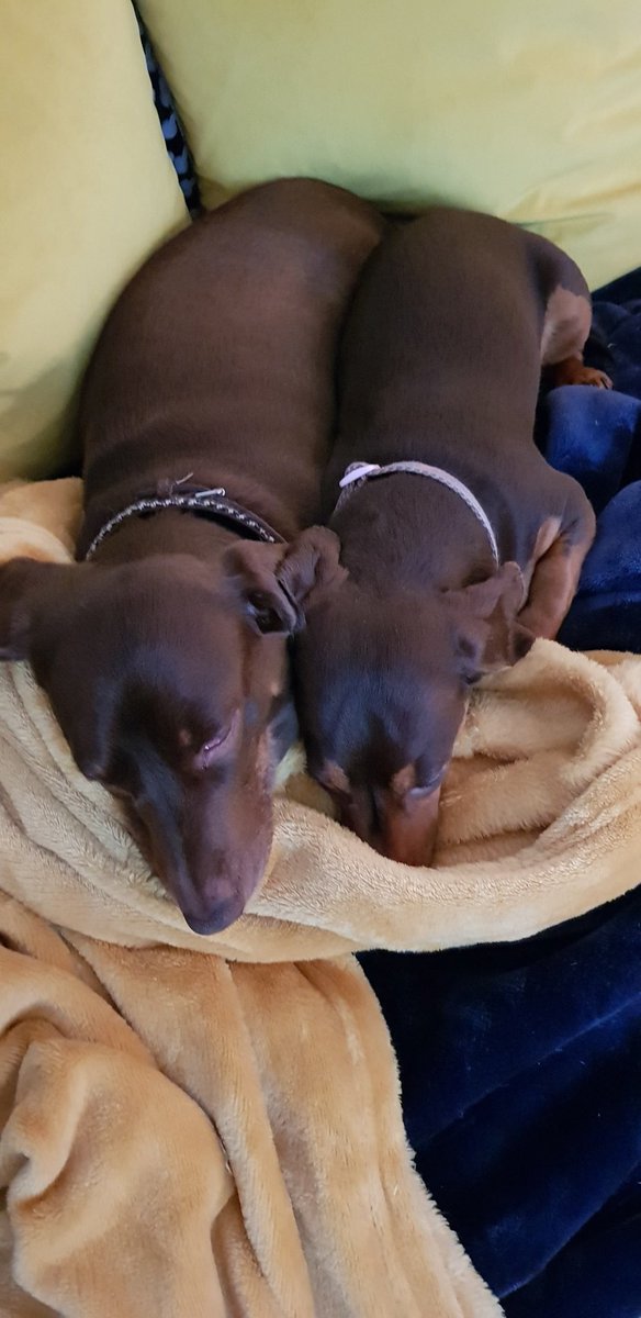 daispeedy9's tweet photo. Oscar and Willow decided that they didn't fancy going for a walk in the 70mph wind this morning 🐶🐶❤ https://t.co/CUqiKOklRu