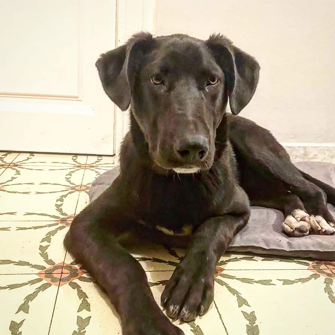 POL,cachorro de 7 meses de tamaño mediano que acaba de llegar de Galicia, junto con su hermana Nala (ya adoptada). Pol, como cualquier cachorro es simpático, juguetón y activo. No va a crecer mucho más.
ADOPCIÓN RESPONSABLE EN BARCELONA Y ALREDEDORS.
Contacto 686418971, WHAT'S