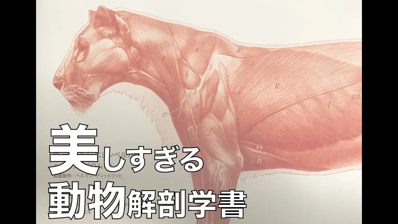 Katoアナトミー Twitter Search Twitter
