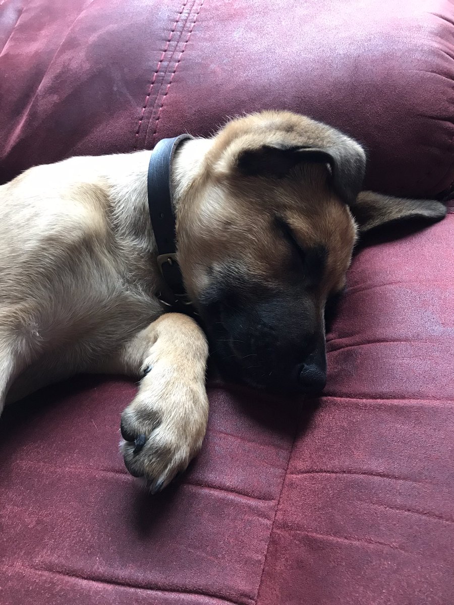 Snoozy puppy 🥰