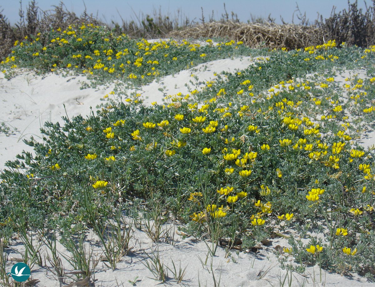 SalinasSPedroPR's tweet photo. Este mes de febrero te presentamos al #CuernecilloDeMar (𝘓𝘰𝘵𝘶𝘴 𝘤𝘳𝘦𝘵𝘪𝘤𝘶𝘴) 😃. Esta planta dunar de bellas flores amarillas es muy importante para las abejas 🐝🌼😍
Además, sus flores se usaban como calmante, contra el insomnio y las taquicardias 💚
#12meses12plantas https://t.co/mlUOrDr6Xa