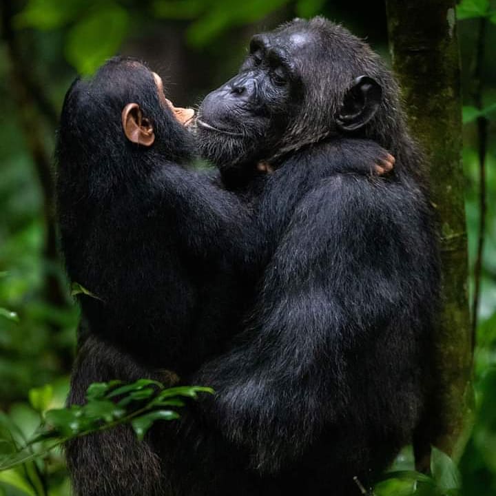 AndGombe's tweet photo. Do you still have a plan to travel to Tanzania for chimpanzees trekking ?
Contact us for booking via WhatsApp no +255692064936 or
Email:- info@beaconadventure.com https://t.co/JQWwzT7D1X