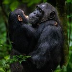 Photo by BEACON ADVENTURE AND SAFARIS (@AndGombe)