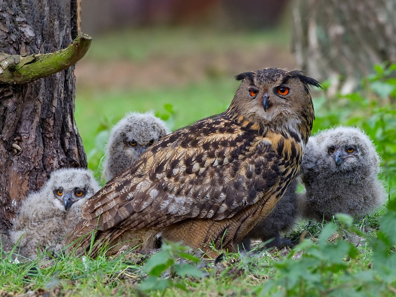 Совы красная поляна. Филин Bubo Bubo. Филин обыкновенный (Bubo Bubo). Европейский Филин (Bubo Bubo). Птенец неясыти.