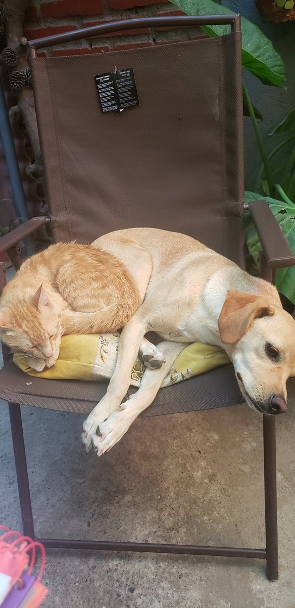 MariolyMh's tweet photo. #Alerta nuestros bellos wawitos 💚 Samanta y Maiki https://t.co/gKS3U4dkAI