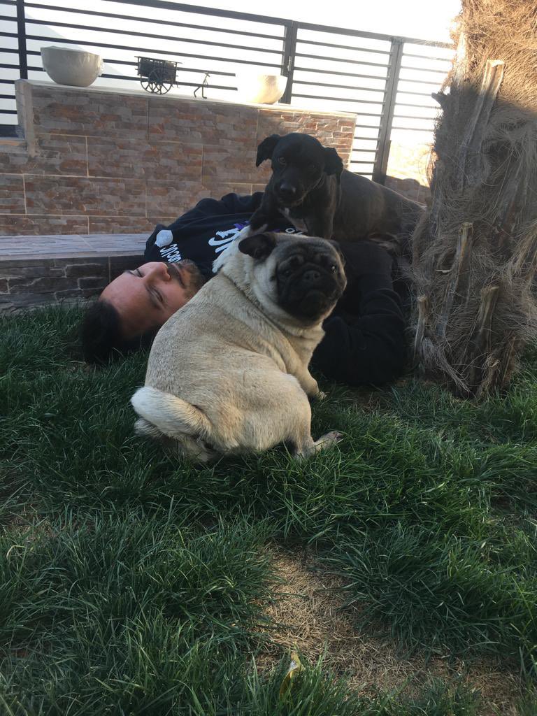 yodigocl's tweet photo. Disfrutando el #diainternacionaldelamascota junto a Coraje (el negrito) y la Lentejita (la pug). No cupieron en la foto los 7 gatos que tenemos. #Alerta @rodrigosepu https://t.co/5MB9KT9JxK