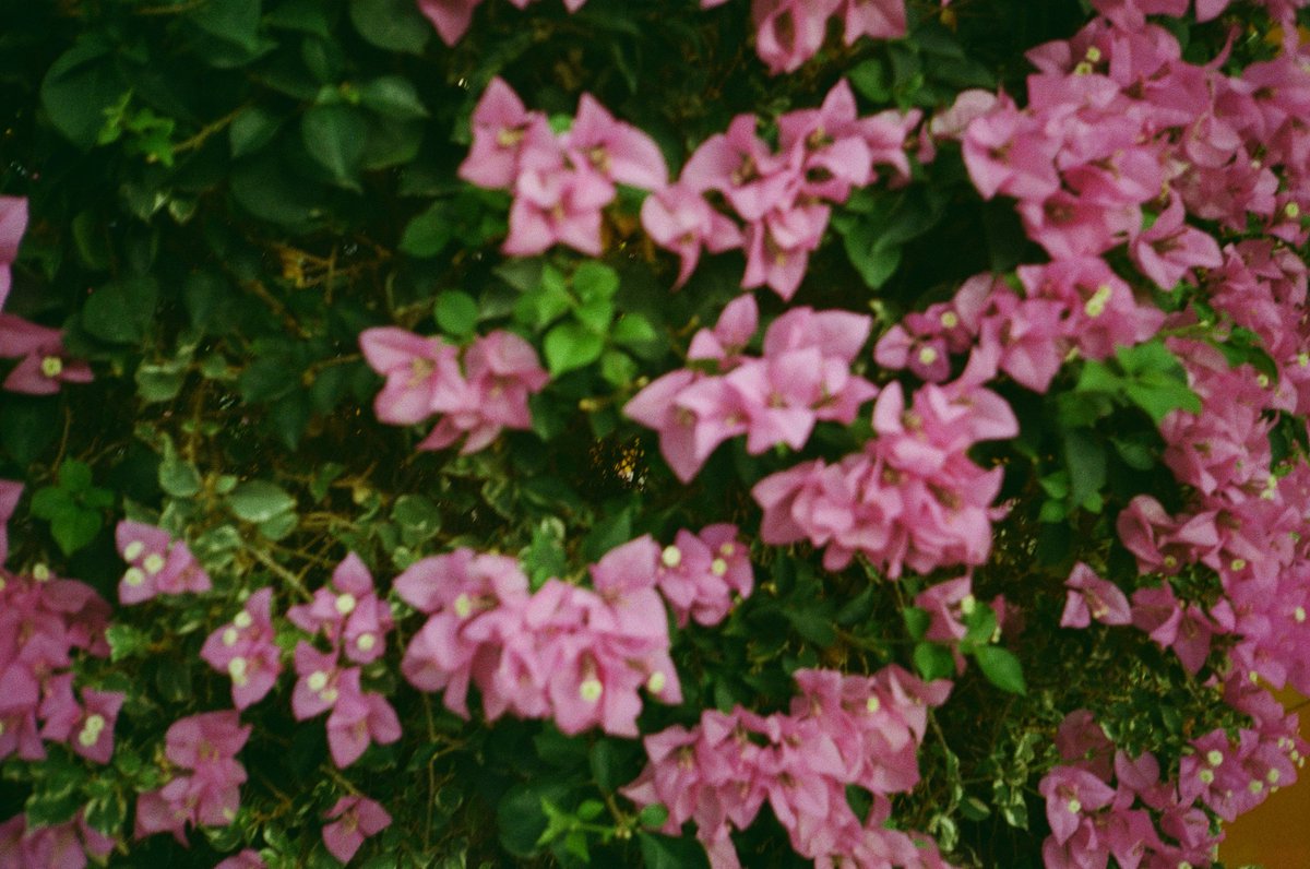 YyWeeei's tweet photo. "Happy Unemployment Day" 
#Hanica #KODAK #Colourplus #filmcamera https://t.co/arPttlrQlh