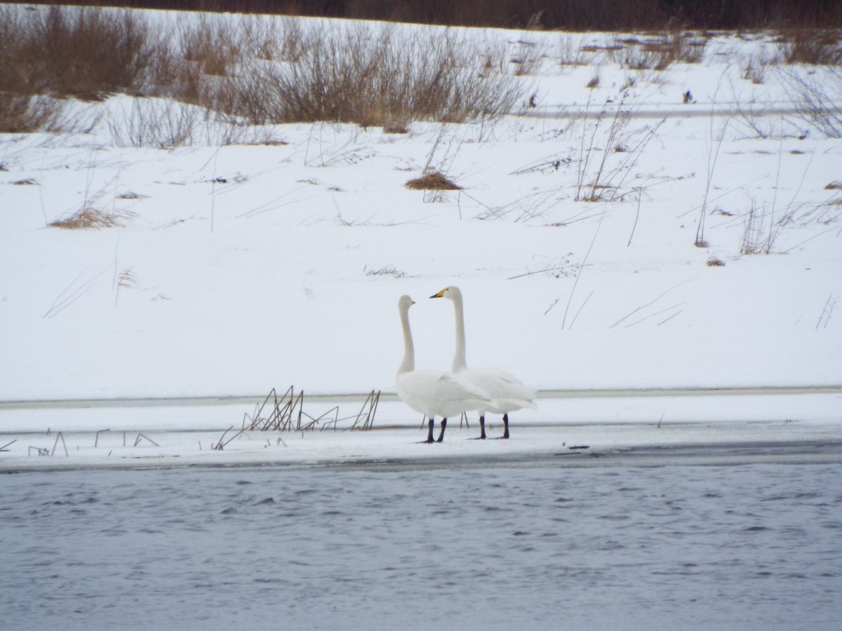 Музей Михайловское tweet media
