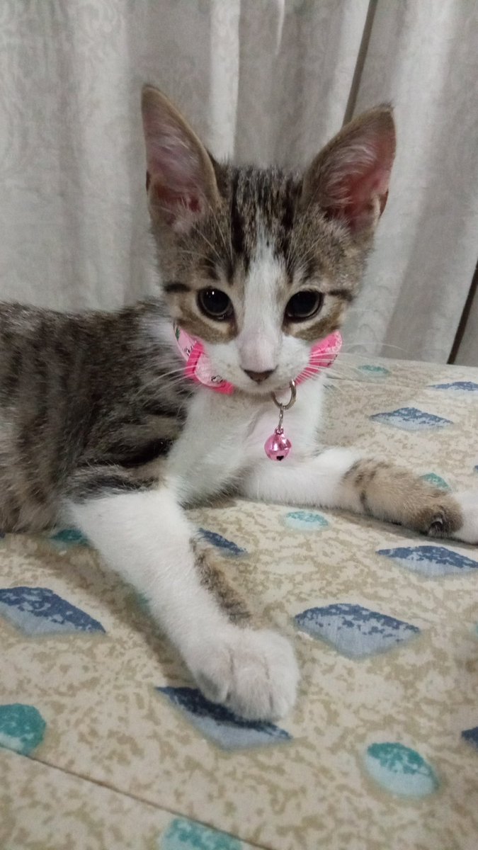 Constan96385245's tweet photo. #ALERTA aquí están Yoyo, Canela y Doki ellos recogidos de la calle y ella llego sola a nuestra casa a llenarnos de amor  ❤️🐈🦮 https://t.co/Jfo3DgDHBk