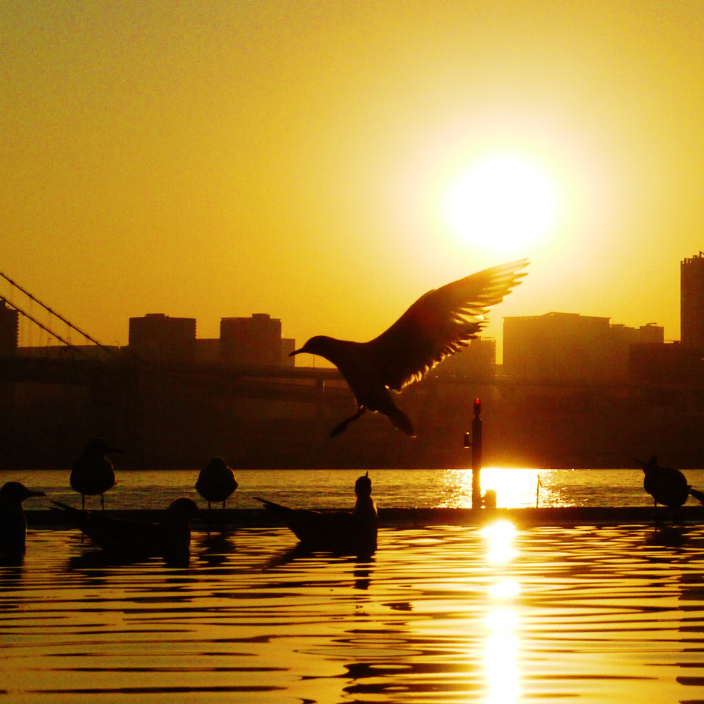 StrayHK's tweet photo. 思い出を、ありがとう。

#Photography #Snapshot
#Japan #Tokyo #Sunset
#夕日 #夕焼け #夕暮れ
#晴海客船ターミナル https://t.co/AikmzNd8ON