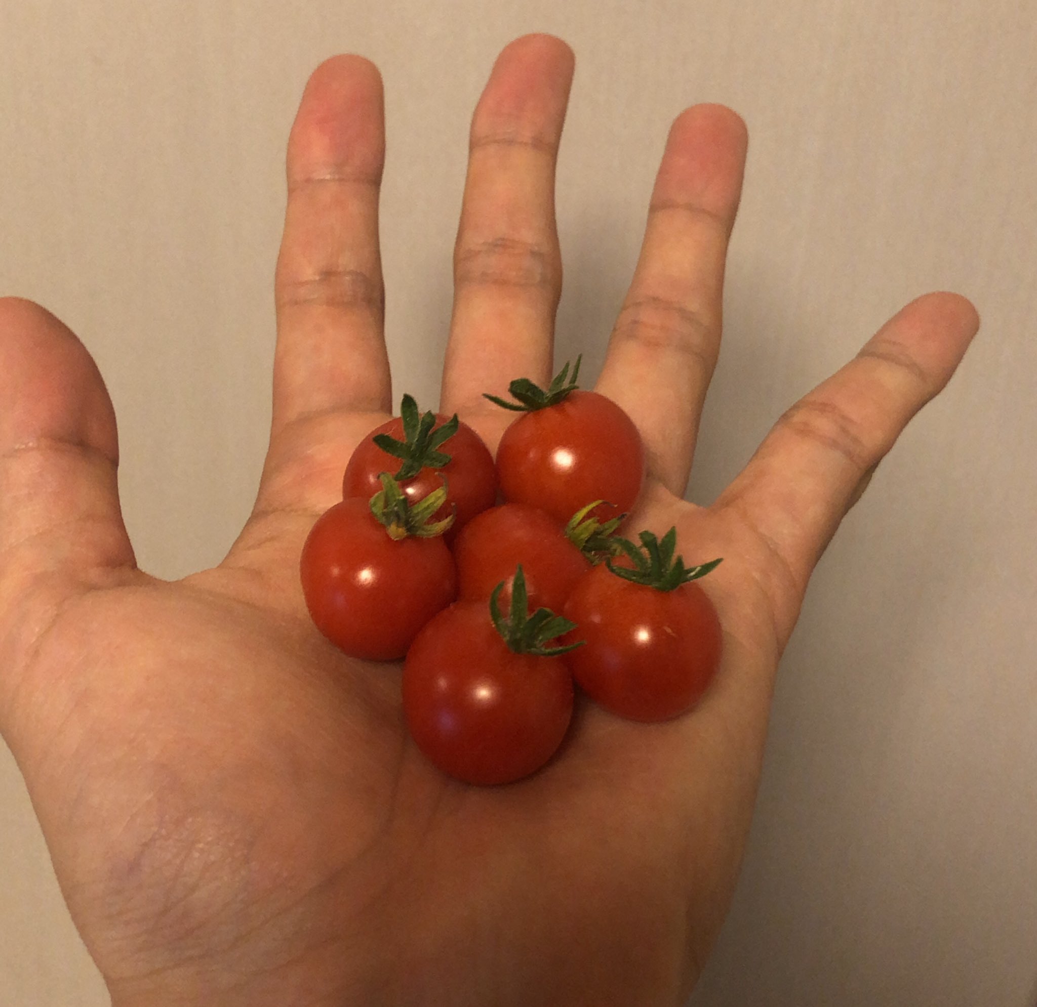 メロえもん ミニトマト栽培156日目 今日一気にいっぱい収穫しました 葉っぱが枯れまくってる不調の次男の苗も 実のほうはちゃんと育ってくれてちょっと安心です ミニトマト ミニトマト栽培 ミニトマト栽培日記 家庭菜園 ガーデニング
