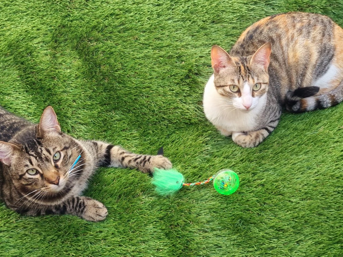 castrol22's tweet image. #ALERTA nuestros Regalones de la casa Rayas y Luna ❤