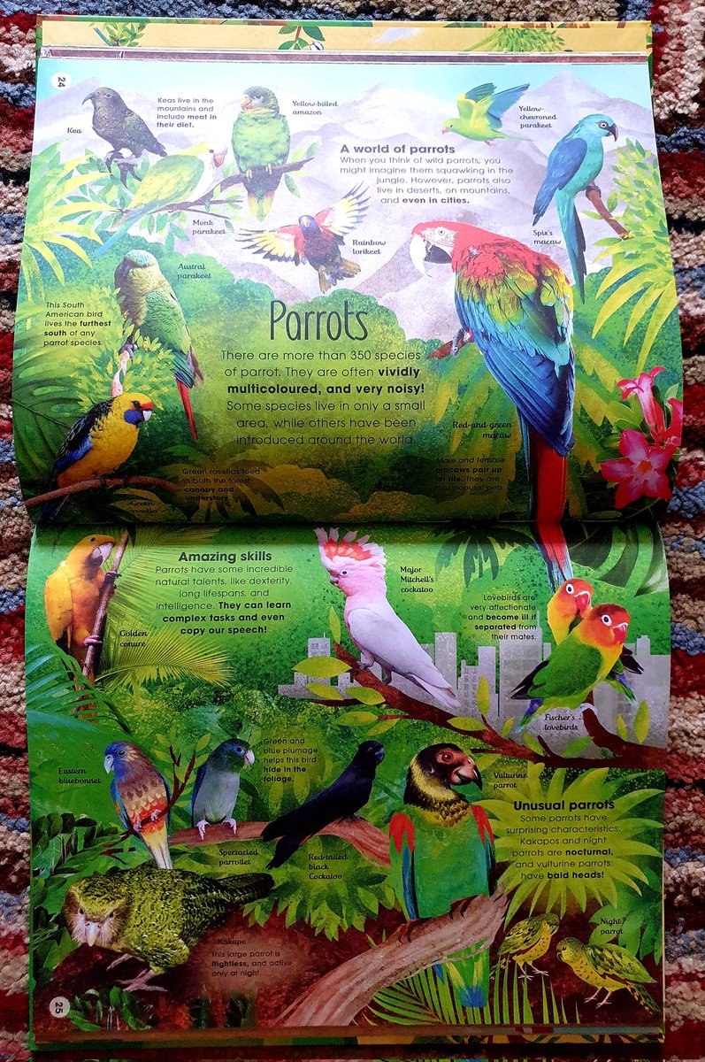 jonnybid's tweet photo. Non-fiction books about nature &amp; the environment should have a place in every classroom. The Extraordinary World of Birds is one of the best I've seen for a very long time. Written by @urbanbirder and illustrated by @CMcElfatrick, it's accessible, vibrant &amp; lots of fun. @dkbooks https://t.co/1RbQctg9aW