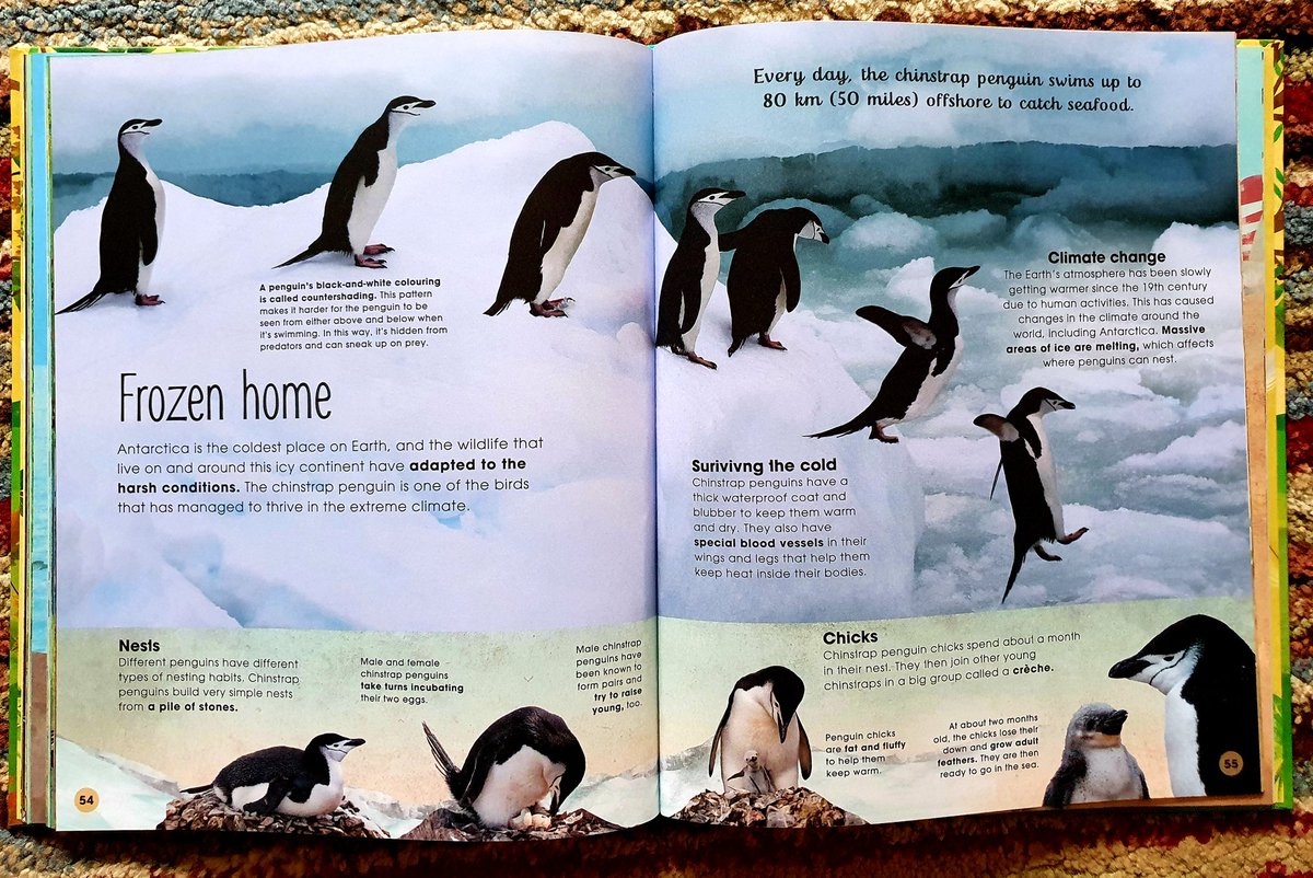 jonnybid's tweet photo. Non-fiction books about nature &amp; the environment should have a place in every classroom. The Extraordinary World of Birds is one of the best I've seen for a very long time. Written by @urbanbirder and illustrated by @CMcElfatrick, it's accessible, vibrant &amp; lots of fun. @dkbooks https://t.co/1RbQctg9aW