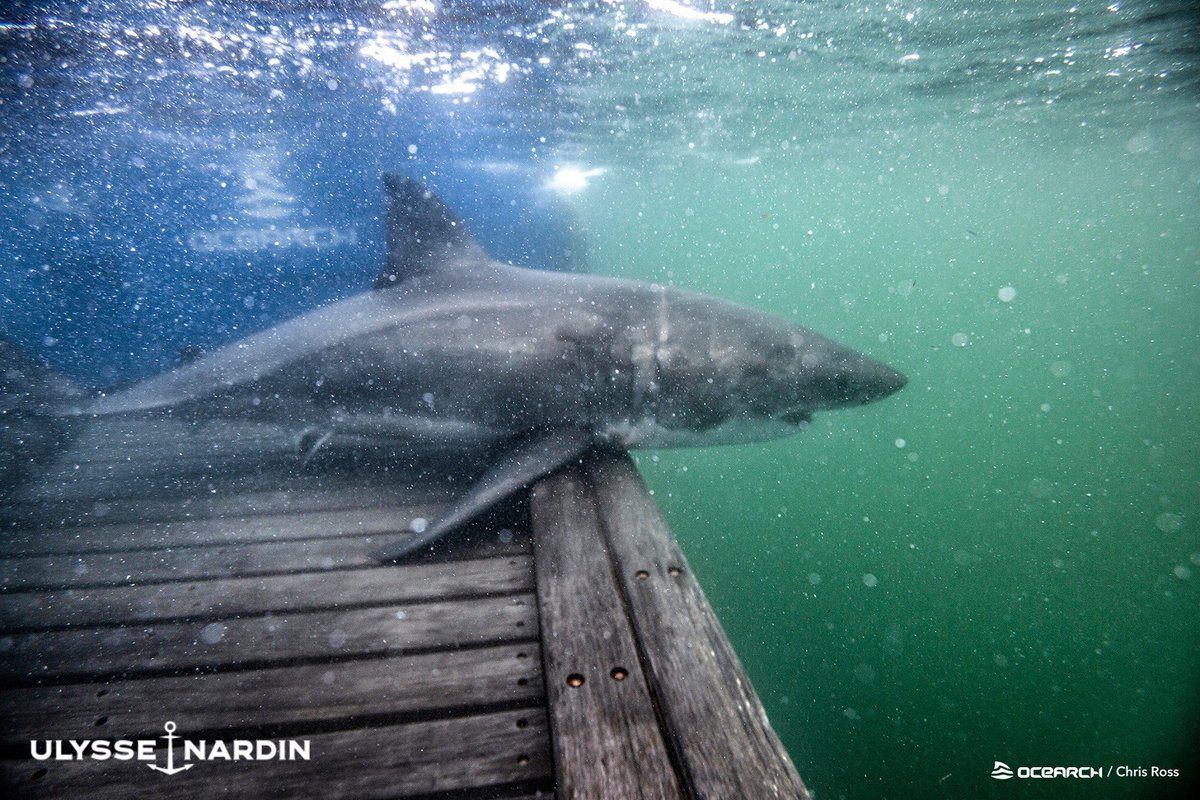 Great White Montauk tweet media