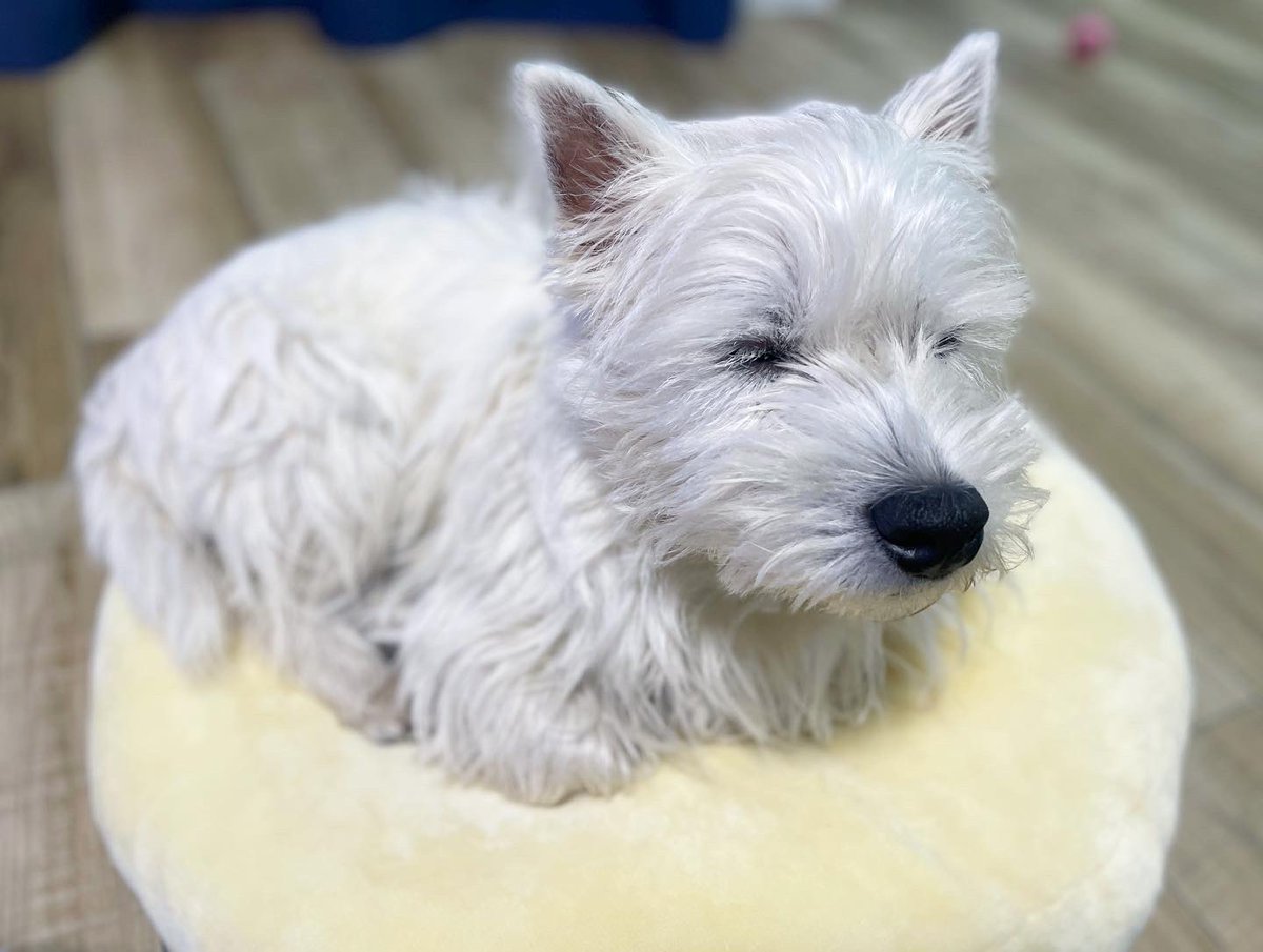 Simba_westie's tweet photo. 卵🥚をあたためてます🐔 https://t.co/d459smL3El