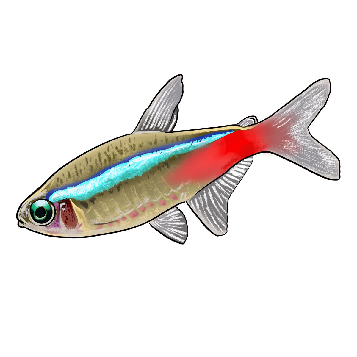 MatildasLab's tweet image. I've got a double dose of #SundayFishSketch this week. I fulfilled the brief with a simple flying fish, intentionally simple for a project that I'm working on. I've also included a neon tetra that has a little bit more detail.