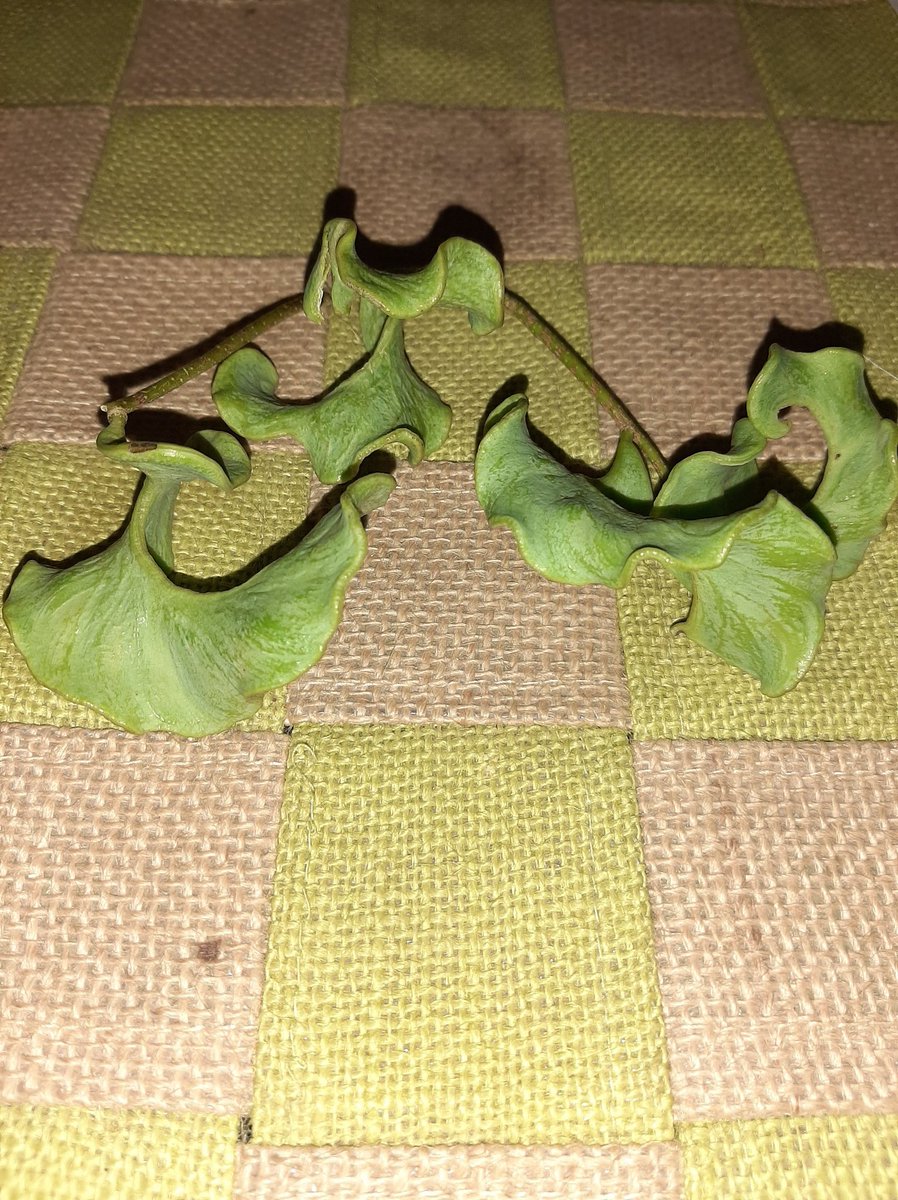 Papumishra4u's tweet photo. Any Guess, what is this ?
#forest #thingsthatpuzzleme https://t.co/Ejb1b4BZyY