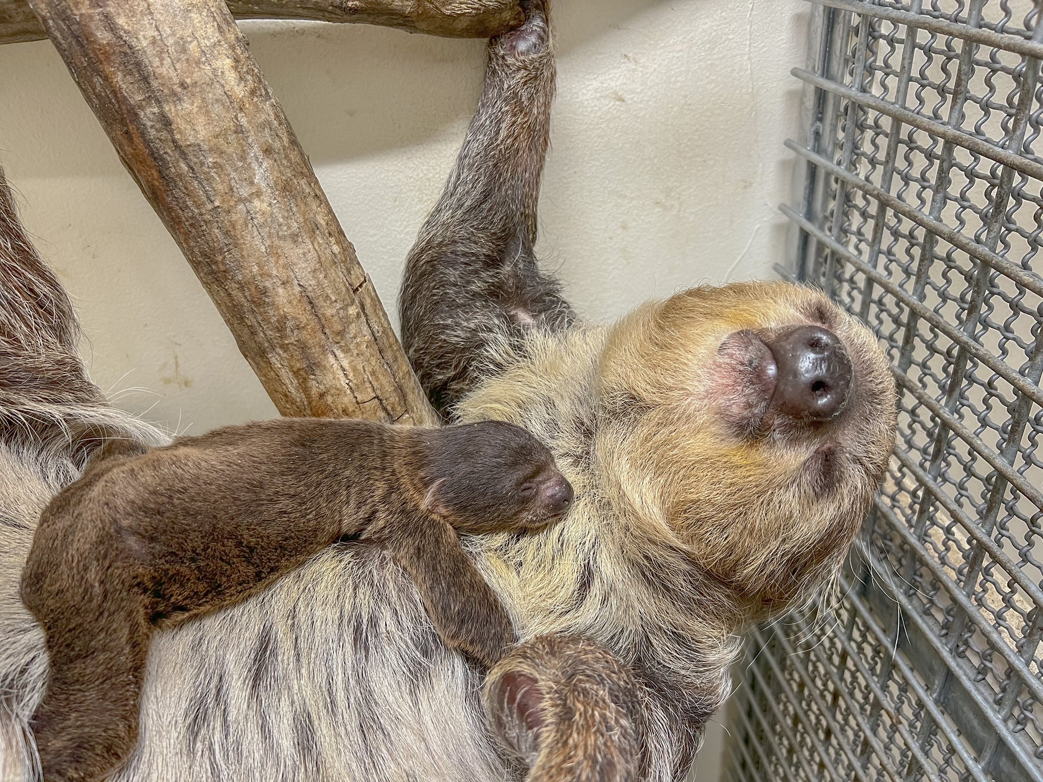 那須どうぶつ王国 ナマケモノのおなかに袋があると思ってる方が何人かいたのですが お腹に育児嚢とよばれる袋があるのはカンガルーやコアラなどの有袋類の動物です ナマケモノには育児嚢はないので赤ちゃんはお母さんのお腹の上で抱っこされてる状態で