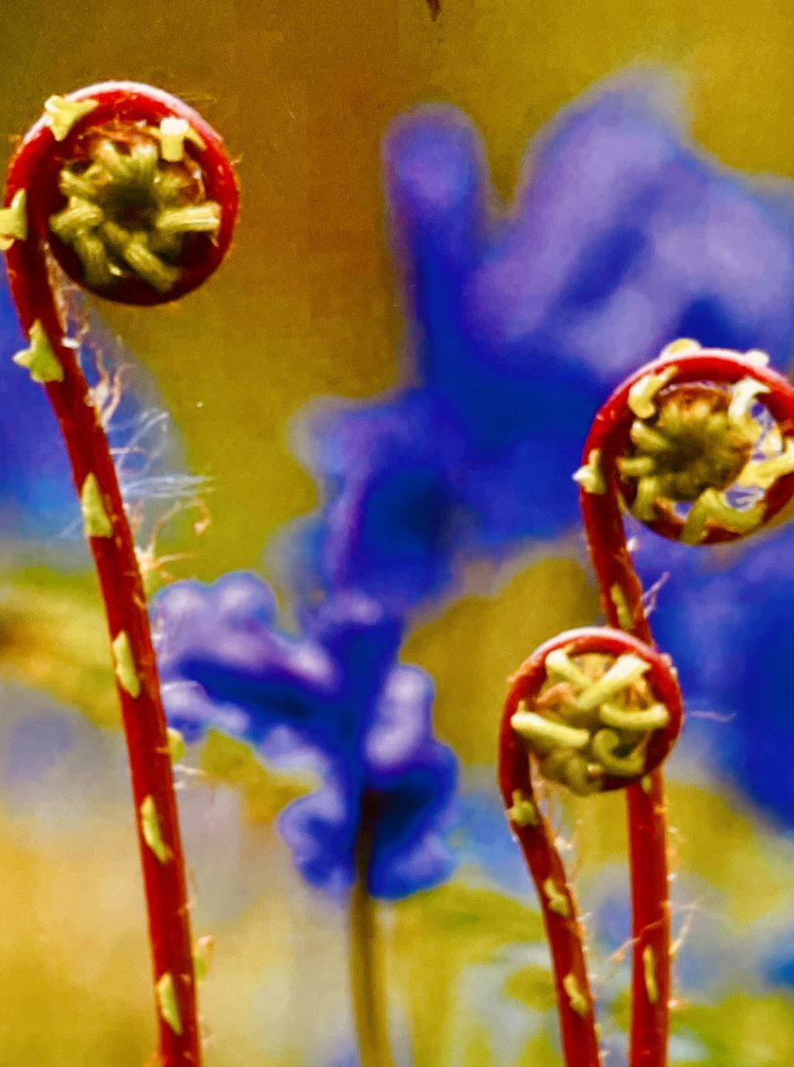 Subhranil_B's tweet photo. Fronds and furls...
Coils and curls...

.
.
.
#nature #vss365 #flower #WritingCommunity
 #額装のない写真展
#TLを花でいっぱいにしよう https://t.co/GiWv5J2L0C