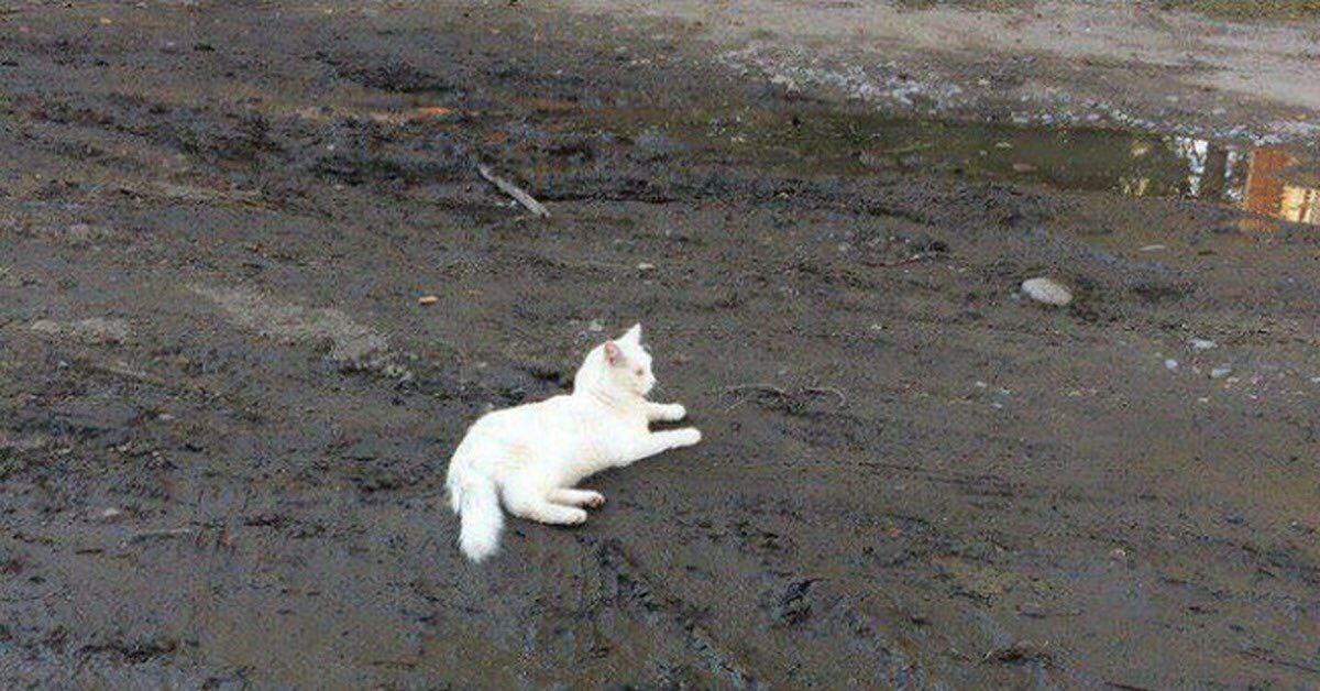 yeowang_28's tweet photo. камисато аято https://t.co/JO0SwBRY2U