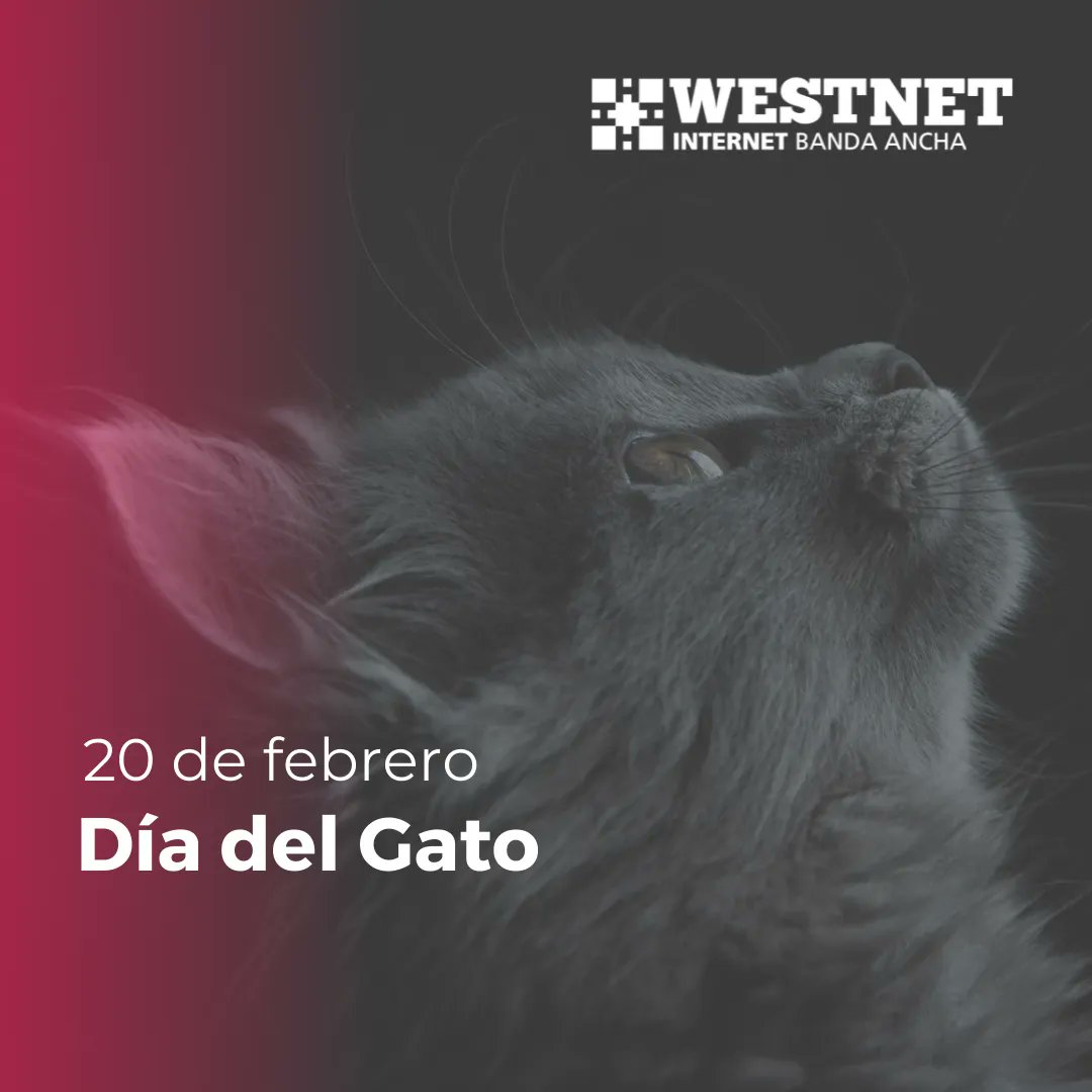 westnetoficial's tweet photo. Hoy es el día de los mininos! Levante la mano quién los ama con locura 🙋‍♂️🙋‍♀️
.
#westnet #internetbandaancha #wifi #wireless #wifimendoza #wifimza #fibraoptica #fibramendoza #mendoza #argentina #llegamosdondenadiellega https://t.co/7bwVPS89BH