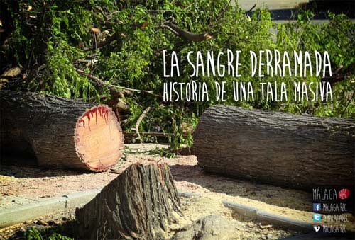 arbopalm's tweet photo. @AguilarFria Y no es la única especie que “sangra”
#Tipuana tipo https://t.co/uNFdw7LzW9