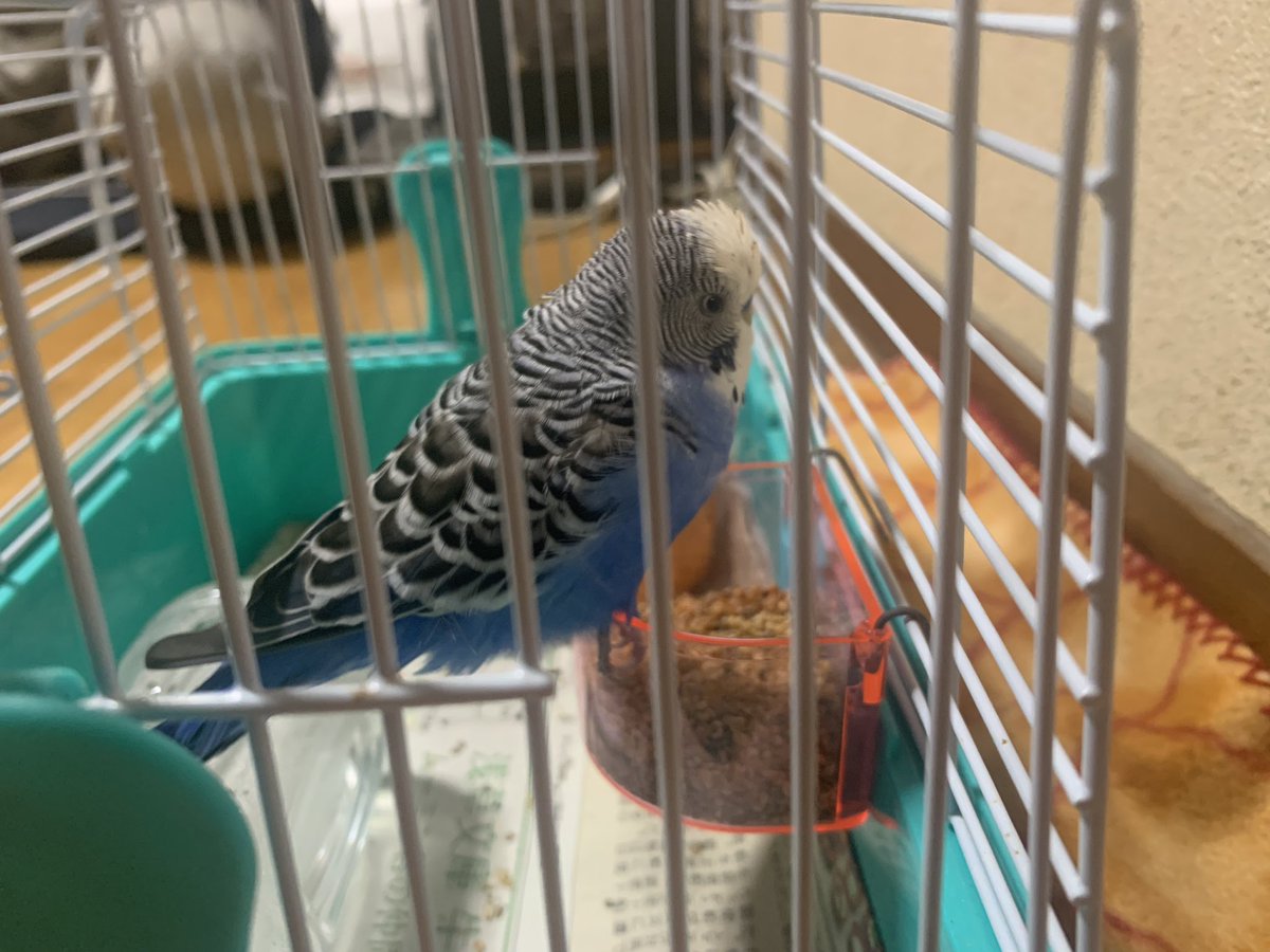 hanaharu_c's tweet photo. 友人が奈良県にて道端でインコを保護したとのことです
警察に届出を行い、保護してくれとのことで現在保護しています
持ち主を探しています

持ち主が現れなければ、そのまま友人宅で飼うとのことですが、持ち主のもとに帰ることがこの子の幸せだと思います

 #拡散希望
 #奈良県
 #迷いインコ https://t.co/15XfL6fOrv