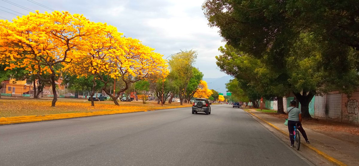 Dios te bendiga, #Venezuela. Qué bella eres. Edo. #Aragua, municipio Mario Briceño (#Maracay oeste), Av. Universidad. #Araguaneyes con follaje reciente amarillo, luego de período sin hojas ni flores. En la "peor" época (sequía) es cuando se ponen más hermosos. (Gracias, <a href="/yalalu/">Yalalu. America Lupi</a>).