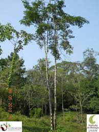arbolespe's tweet photo. #Robleblanco (Platymiscium dimorphandrum) esta en los bordes del #parquedeleste , es tambien llamado Hormigo o Cristobal, es el arbol emblematico del Estado Sucre, es tintoreo, maderable, fragante, melifero y hasta sirve para el reuma, un peso completo https://t.co/eQY4rIDsbT