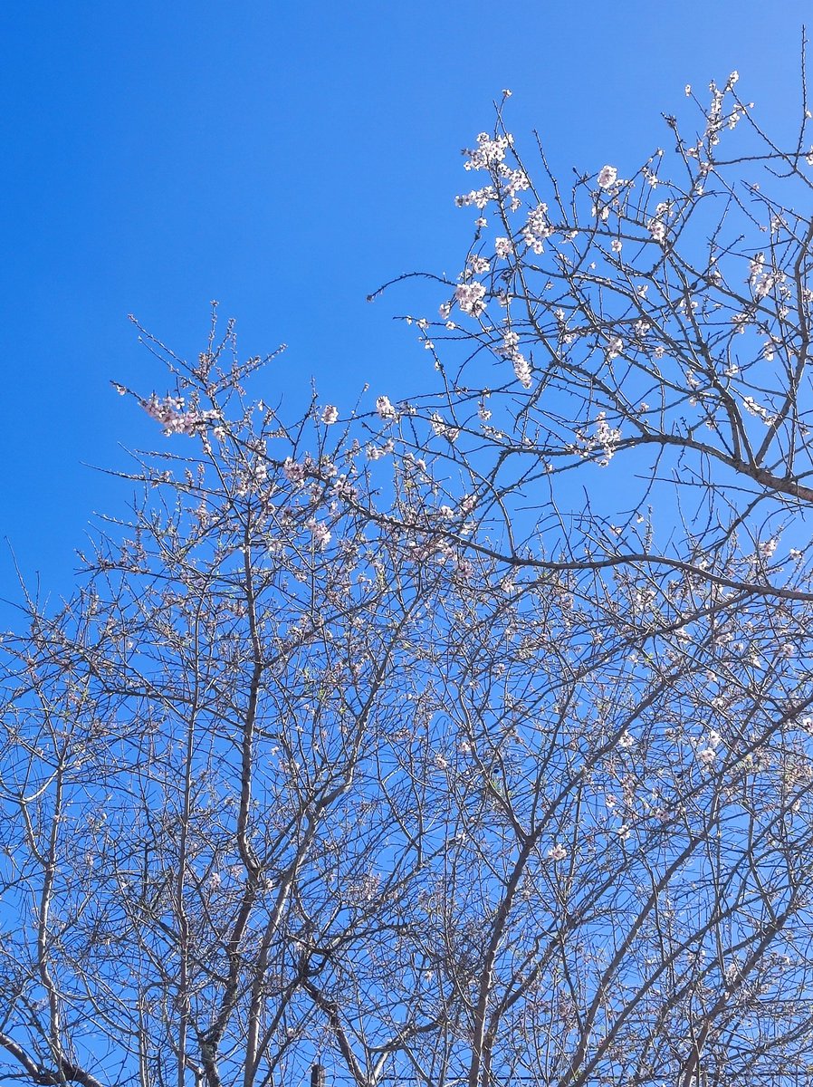 JorgeRodSilva's tweet photo. Primavera a despontar.
#CemSoldos
#Tomar https://t.co/cKm1EtEWFe